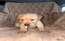 Labrador Retriever dogs for sale: Labrador Puppies For Sale  - Image 3