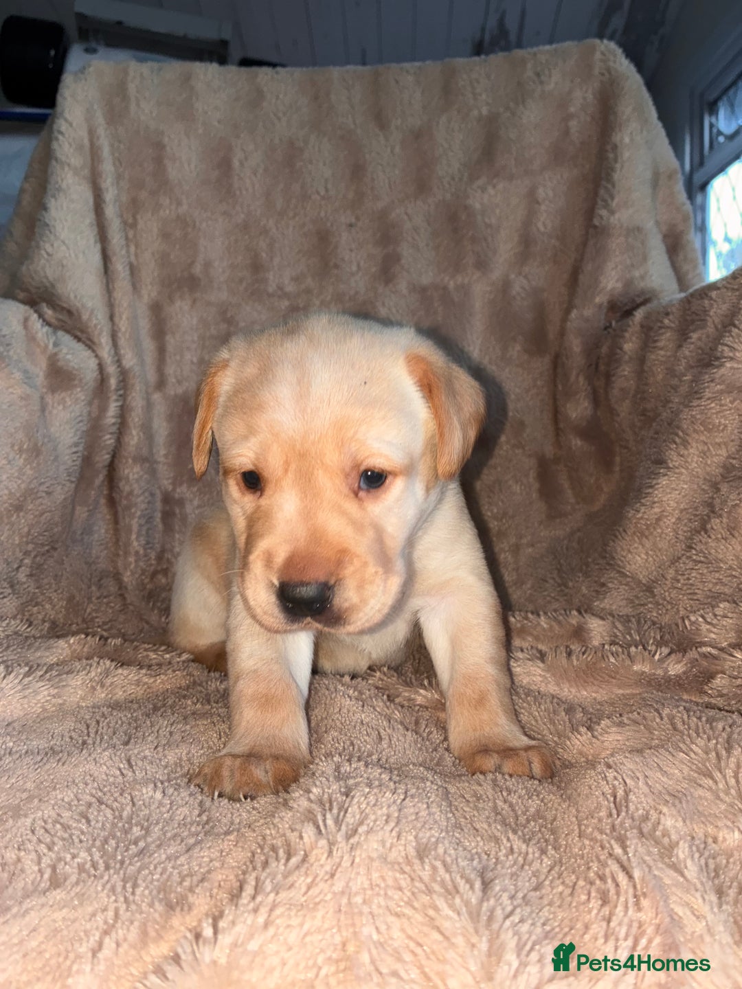 Labrador Retriever dogs for sale: Labrador Puppies For Sale  - Image 3
