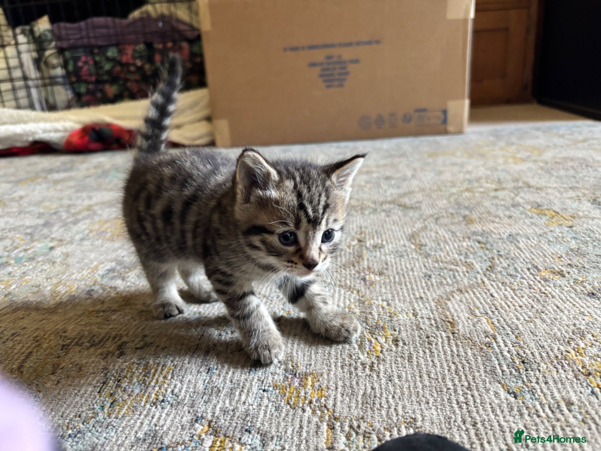 Mixed Breed cats 4 Beautiful Girls!! - Advert 1