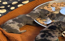 Miniature Dachshund dogs for sale: Six beautiful miniature Dachshunds - Image 7