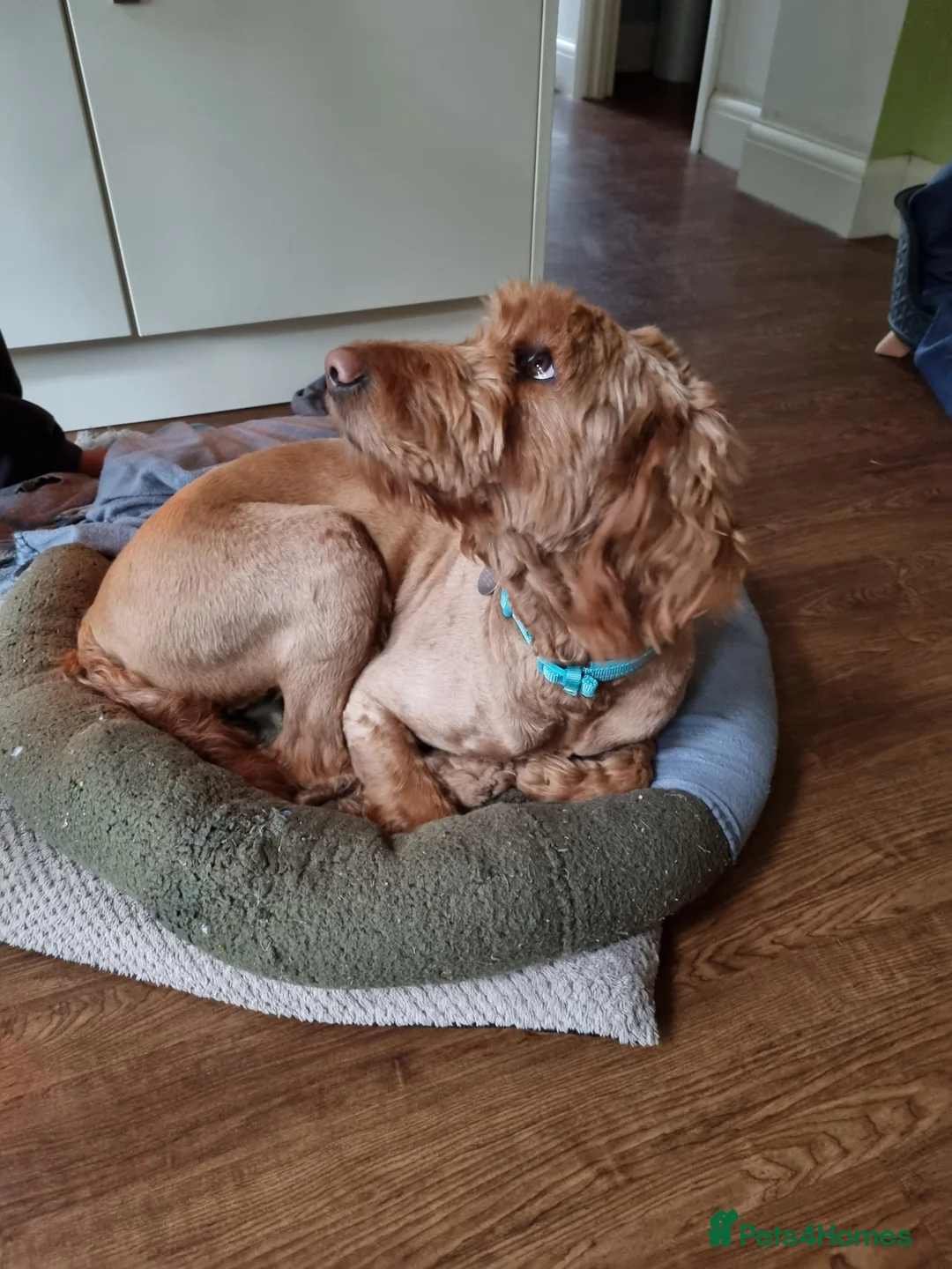 Goldendoodle dogs for sale: Goldendoodle puppies - Advert 2