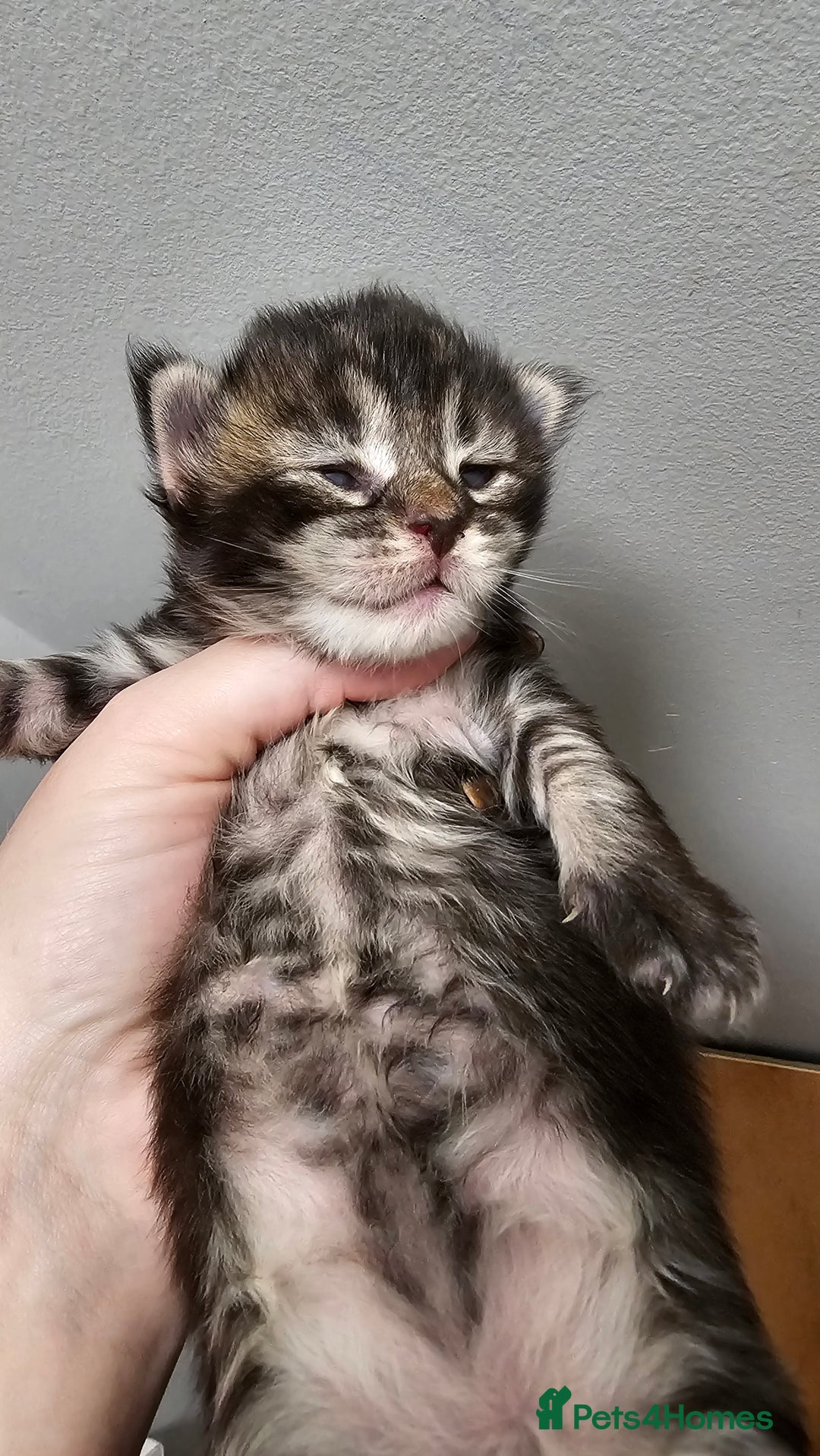 Maine Coon cats for sale: Registered maine coon babies - Advert 12