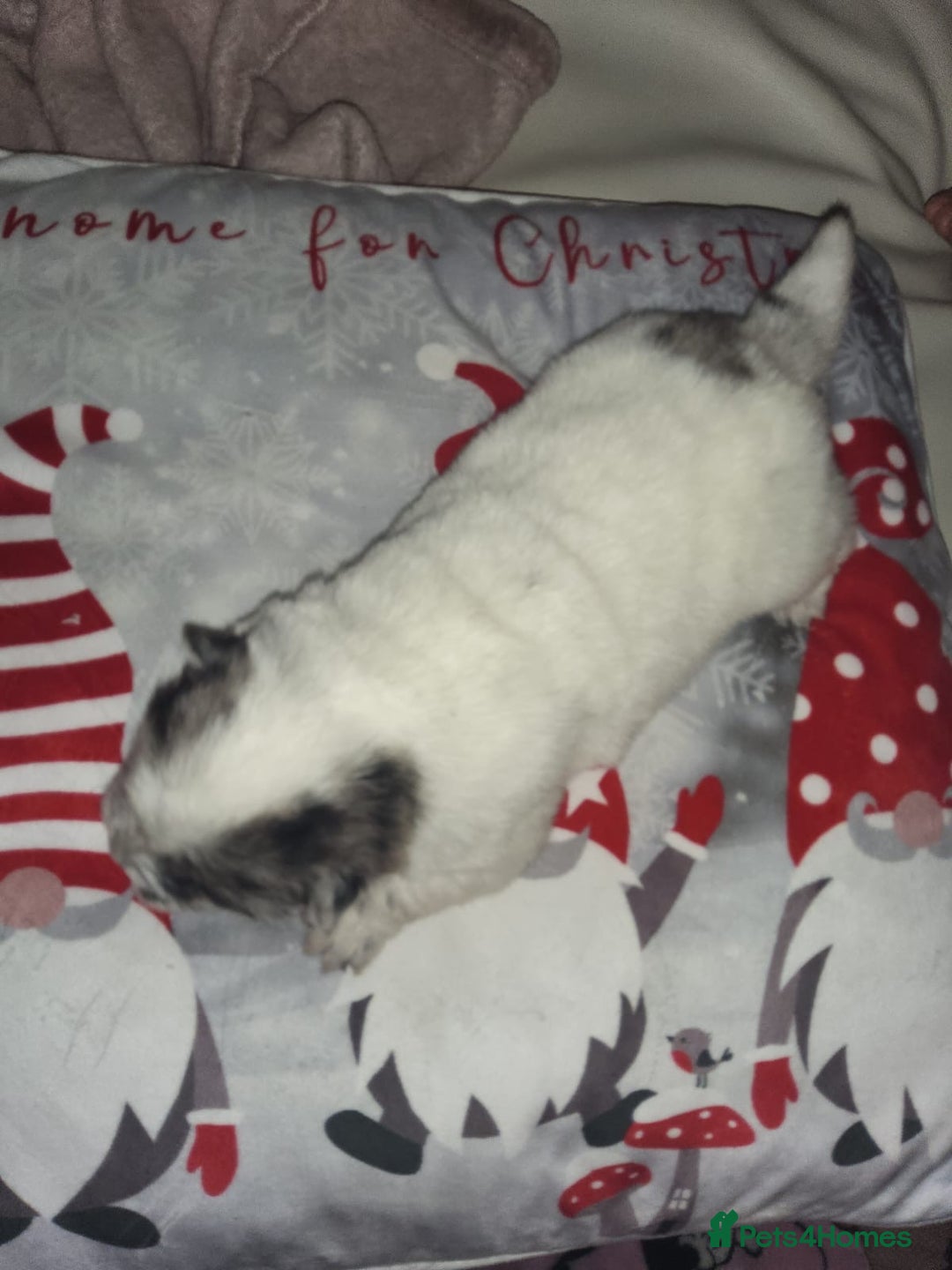 Chow Chow dogs for sale: 5 beautiful Merle rainbow chow chow puppies  - Advert 10