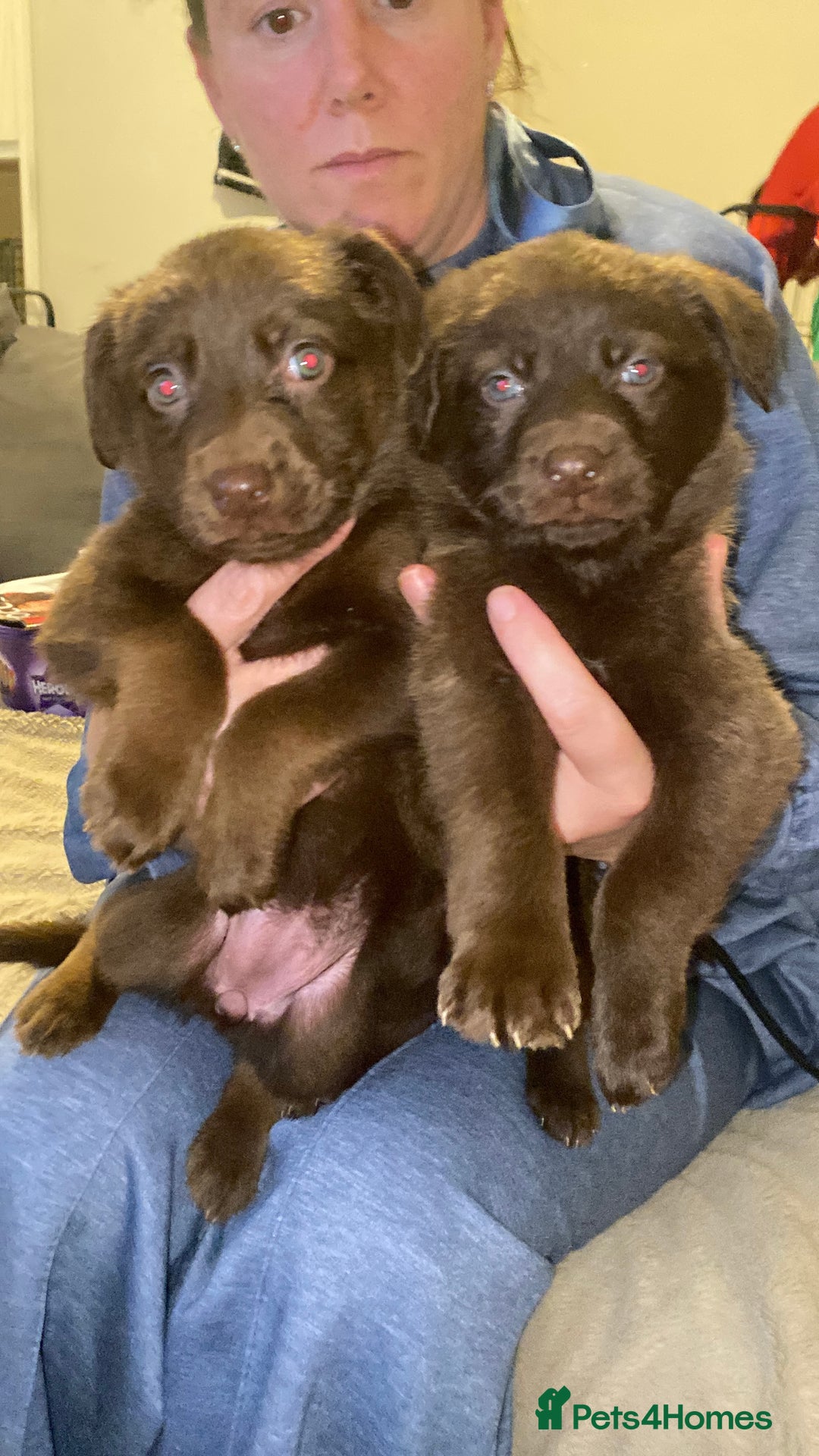 Mixed Breed dogs for sale: Beautiful Puppies – ONLY / LEFT!!! - Advert 13