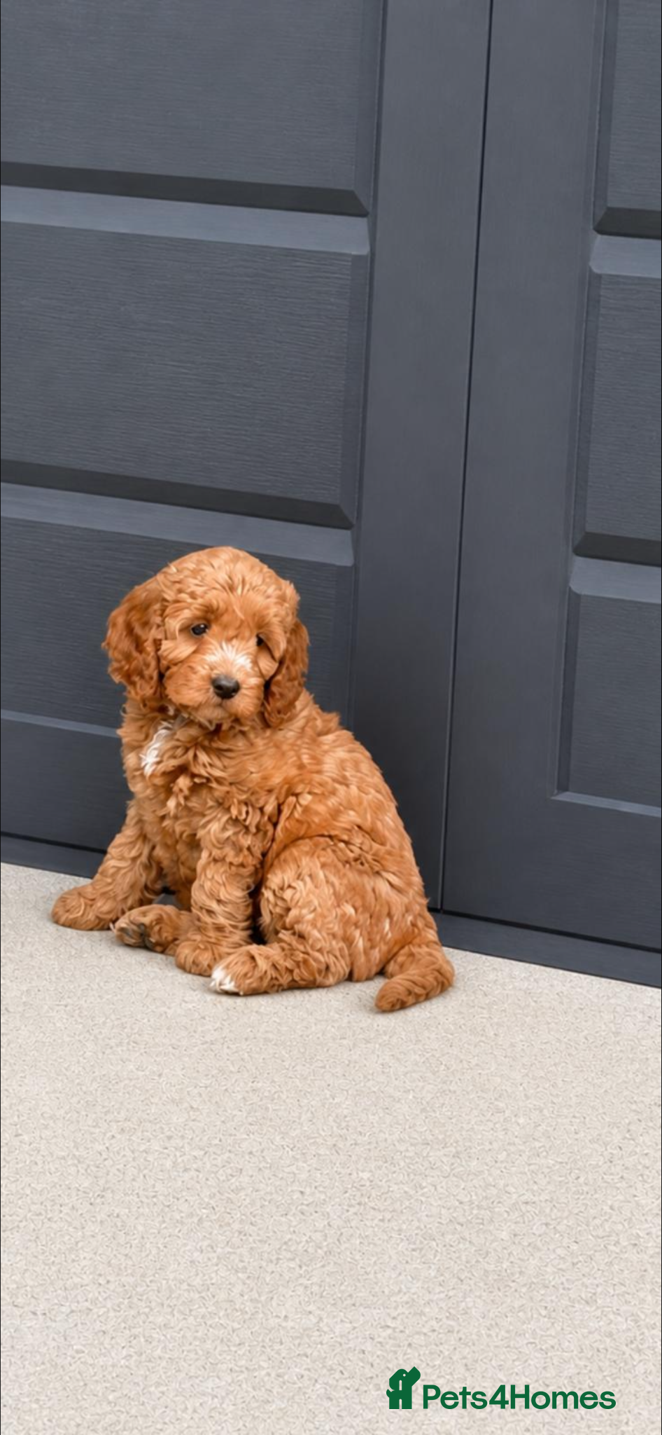 Cockapoo dogs 🐾 Adorable Cockerpoo Puppies for Sale, F1 - Advert 8
