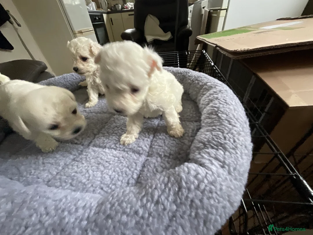 Bichon Frise dogs for sale: Bichon Firse in Enniskillen - Advert 8
