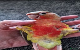 Conures birds for sale: Beautiful fully hand reared conure baby's  - Advert 22