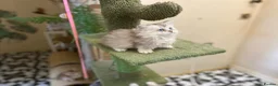 Munchkin cats for sale: Full Pedigree Munchkin Kittens - Advert 9