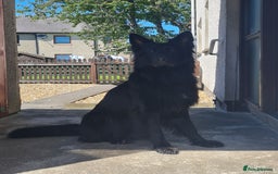 German Shepherd dogs for sale: 1 very large  longhaired Black gsd male . in Lockerbie - Image 16