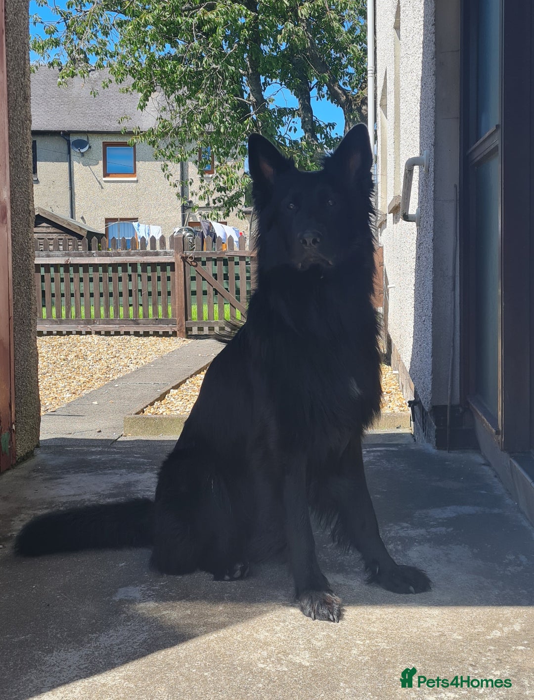 German Shepherd dogs for sale: 1 very large  longhaired Black gsd male . in Lockerbie - Image 16