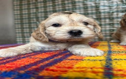 Cockapoo dogs for sale: Cockapoo puppies beautiful colours  - Image 27