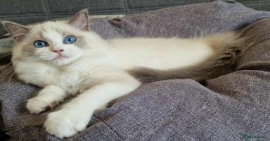Ragdoll cats - Advert 8