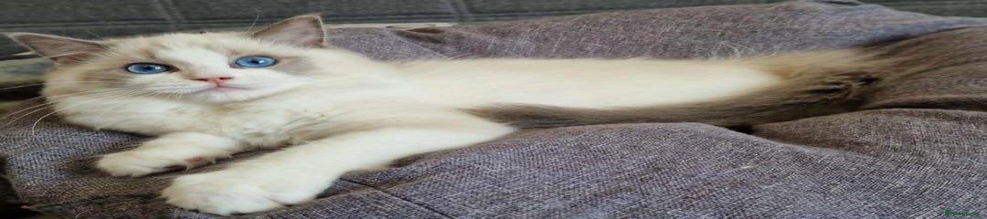 Ragdoll Kitten 3