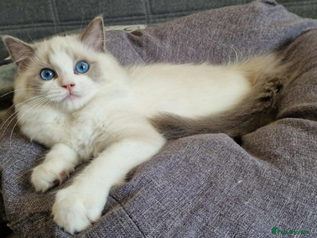 Ragdoll cats for sale: GRAND Champion European Line kittens.FULL PEDIGREE - Image 3