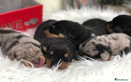 Miniature Dachshund dogs for sale: Ready to leave 20th of December🥰🐾 - Advert 1