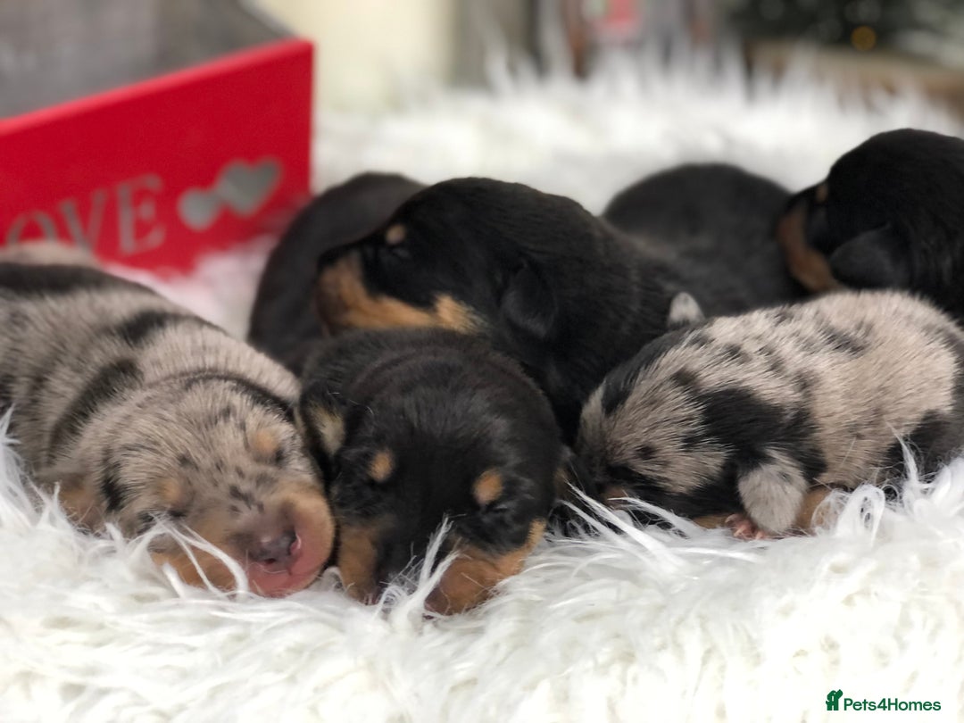 Miniature Dachshund dogs for sale: Ready to leave 20th of December🥰🐾 - Advert 1