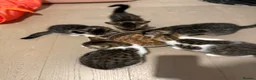 Mixed Breed cats for sale: Kittens for sale ready to go now.  in Gillingham - Advert 14