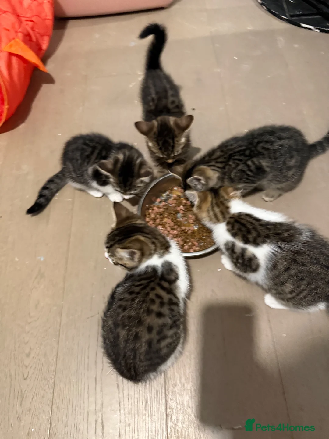 Mixed Breed cats for sale: Kittens for sale ready to go now.  in Gillingham - Advert 14