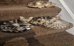 Mixed Breed cats for sale: 6 friendly tabby kittens - Image 7