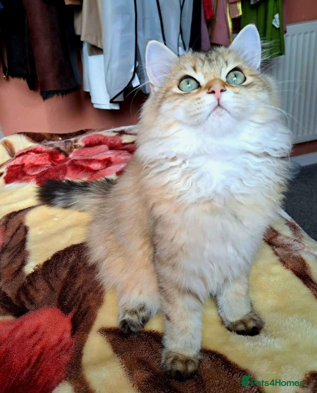 British Longhair cats  Tica registered BLH/BSH golden shaded  kittens  - Advert 2