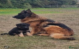 German Shepherd dogs for sale: German shepherd puppies health tested parents - Image 9