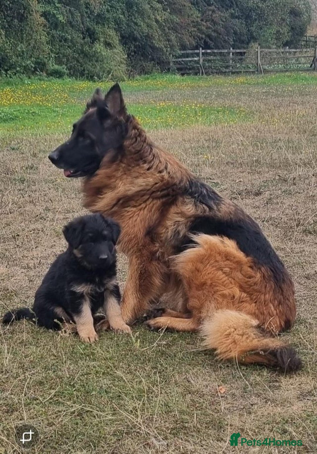 German Shepherd dogs for sale: German shepherd puppies health tested parents - Image 9