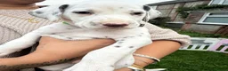 Dalmatian dogs for sale: Unexpectedly re-available Dalmatian girl-ready now - Advert 19