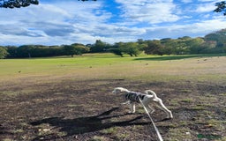 Standard Poodle dogs for sale: 9-month cream standard poodle for sale - Image 3