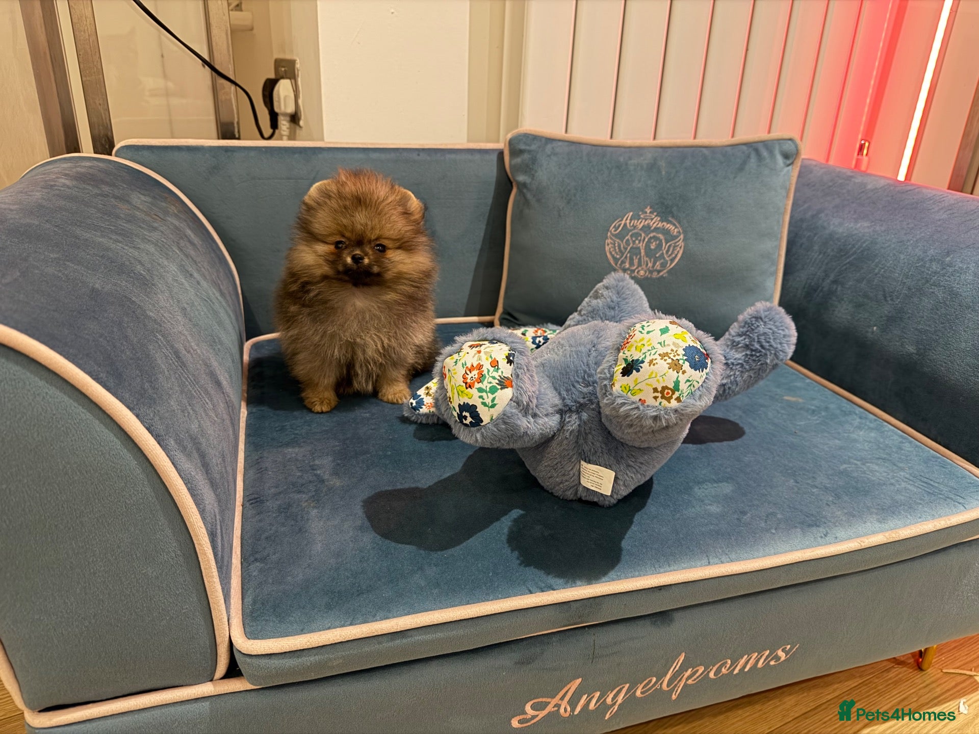 Pomeranian dogs for sale: Micro size teddy  face  - Advert 2