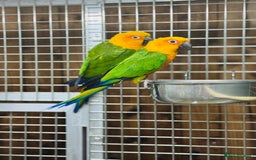Conures birds for sale: Jandaya conure  - Advert 1