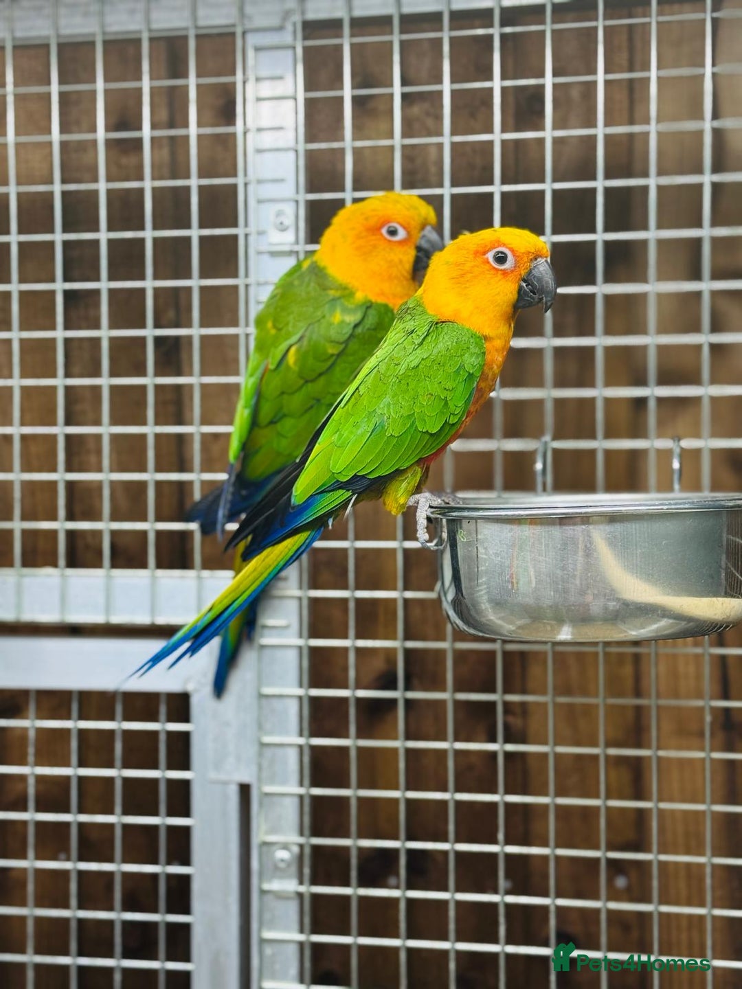 Conures birds for sale: Jandaya conure  - Advert 1