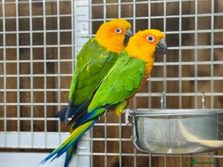 Conures birds Jandaya conure - Advert 3