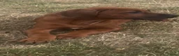 Rhodesian Ridgeback dogs for sale: Rhodesian Ridgeback Puppies European Pedigree - Advert 7