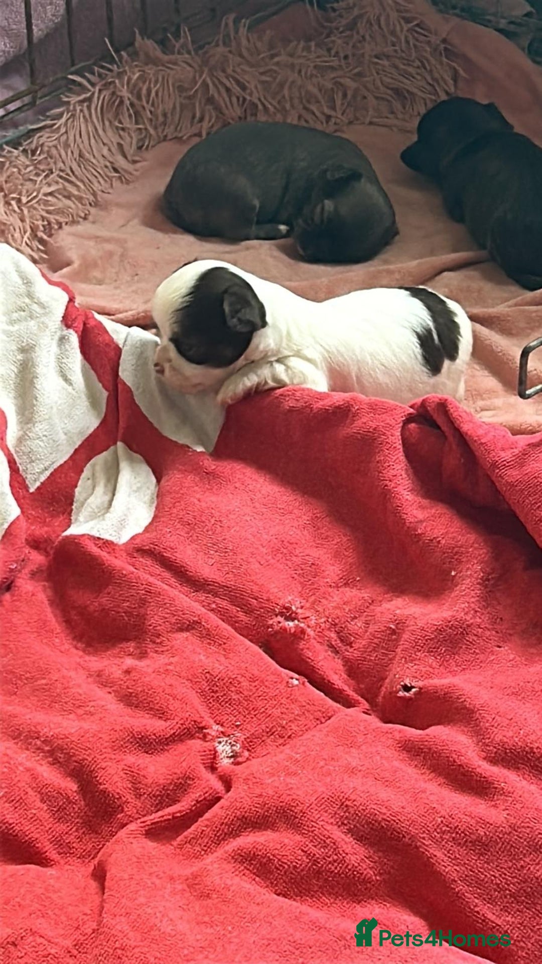 Chihuahua dogs for sale: Chihuahua teacup - Image 28