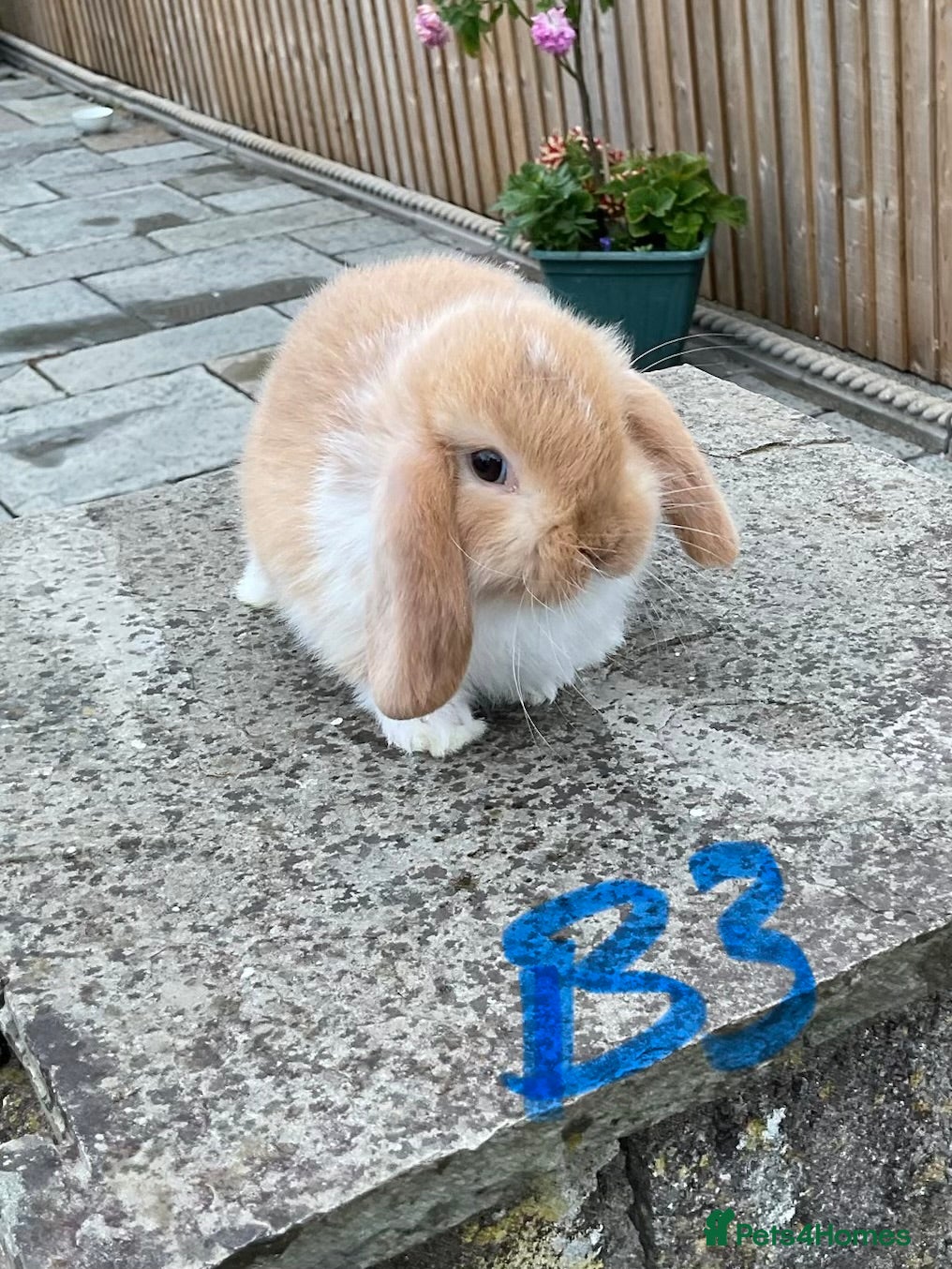 Mini Lop rabbits Pure bred mini lops baby rabbits   - Advert 2