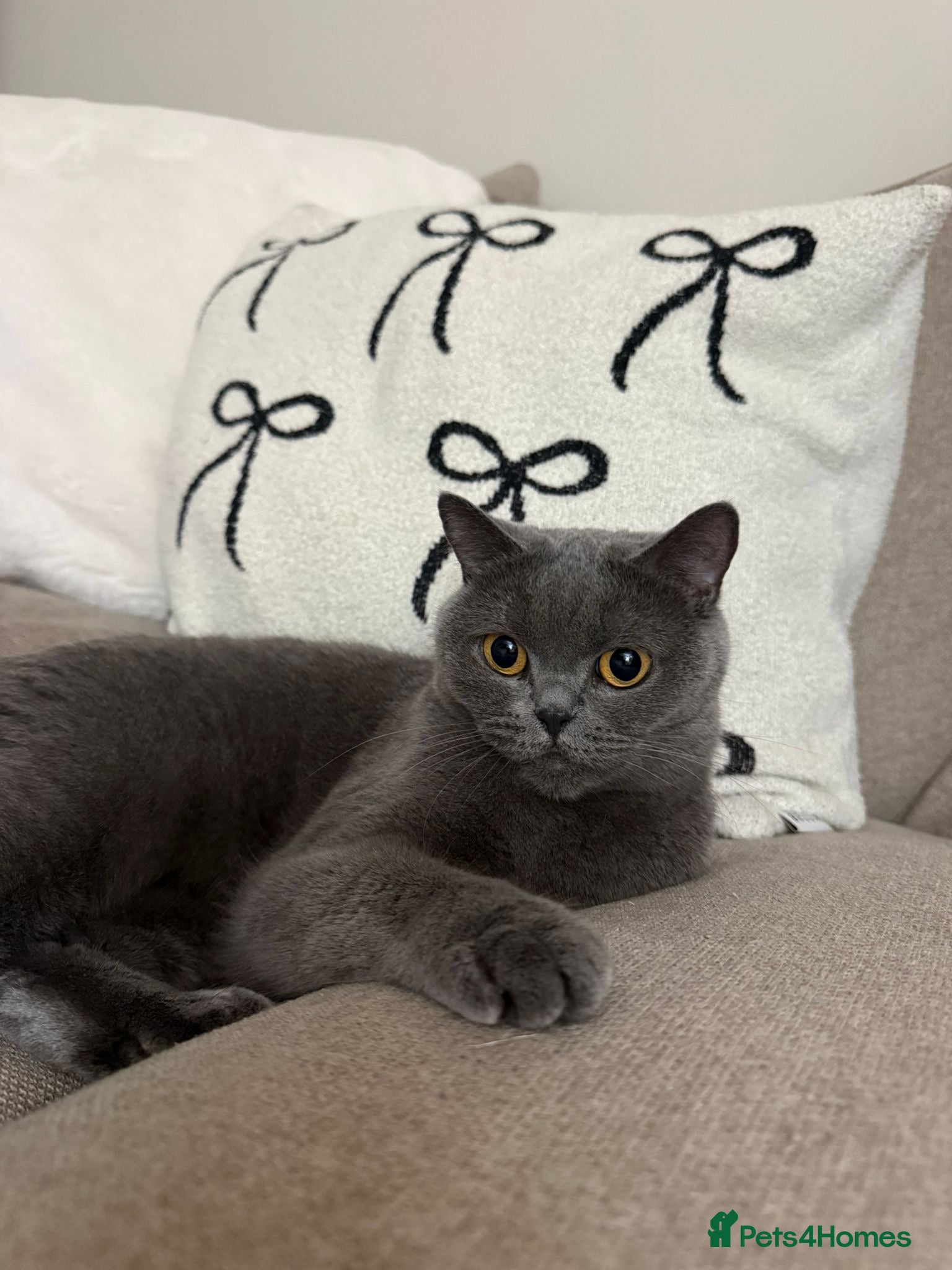 British Shorthair cats Blue female British shorthair - Advert 4