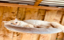 Ragdoll cats for sale: Gorgeous ragdoll kittens  - Image 13
