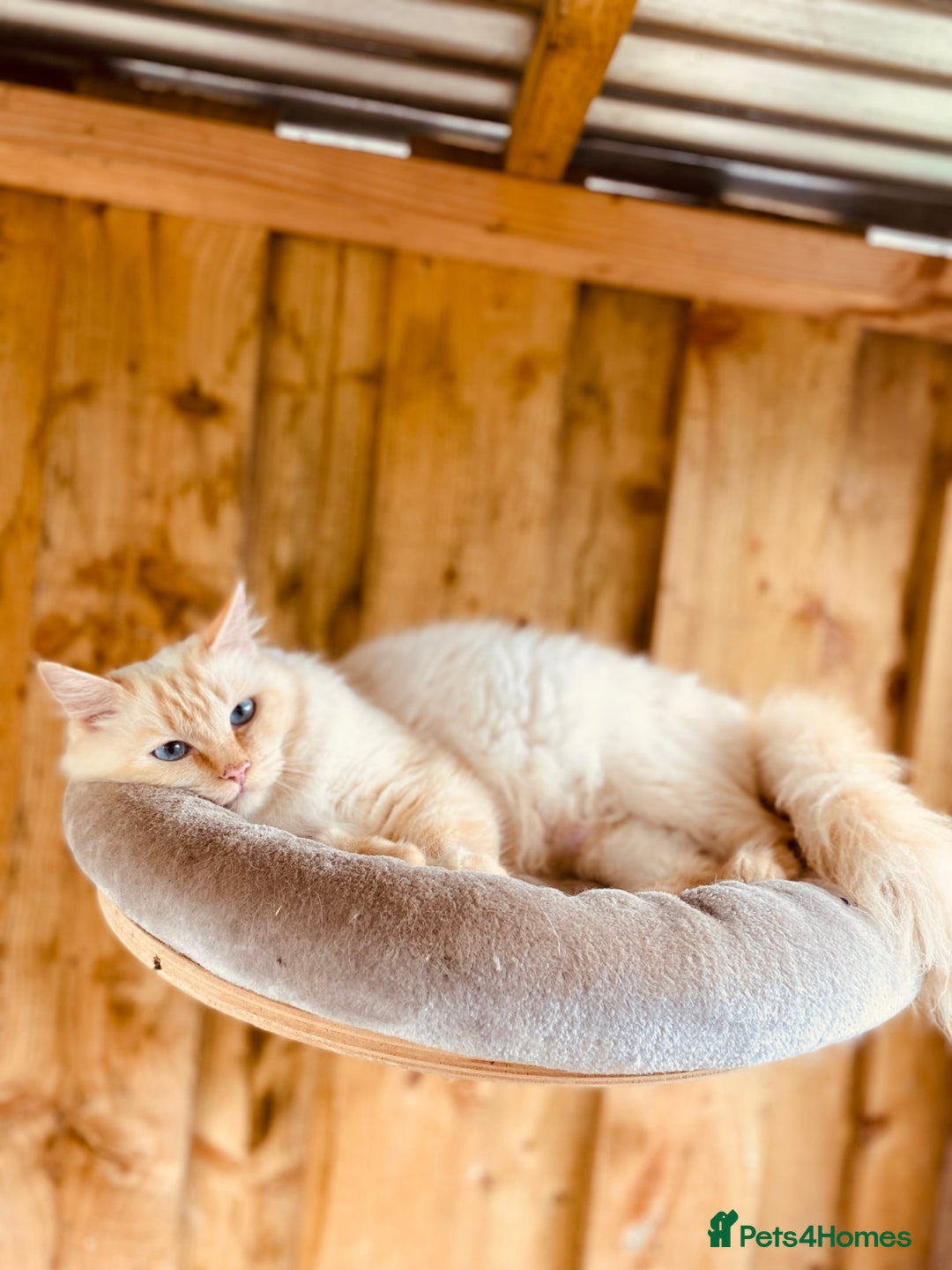 Ragdoll cats for sale: Gorgeous ragdoll kittens  - Image 13