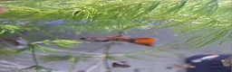 Bettas fish for sale: guppies mix - Advert 17