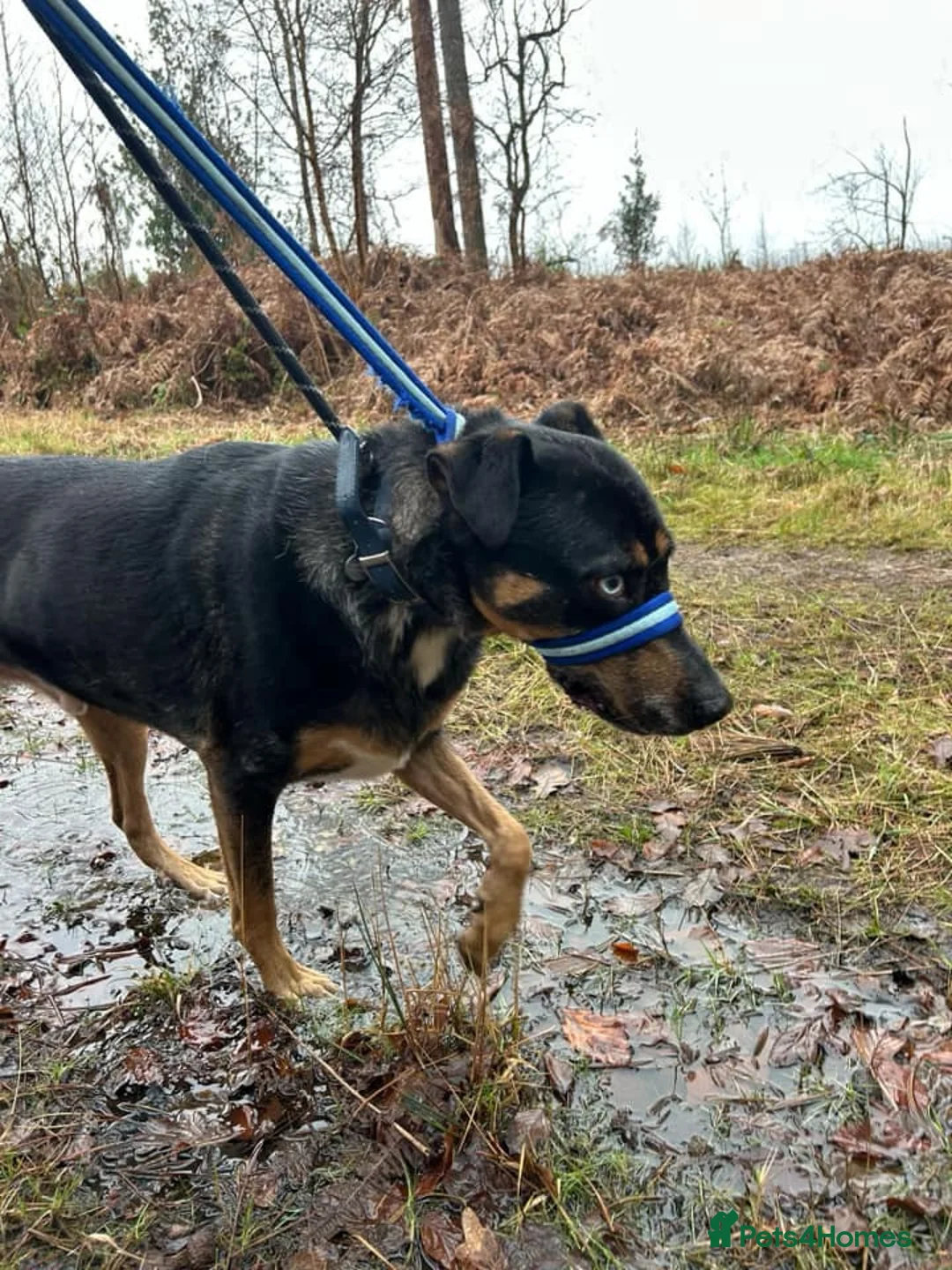 Mixed Breed dogs for adoption: Jack - Norwich Norfolk  in Norwich - Advert 22