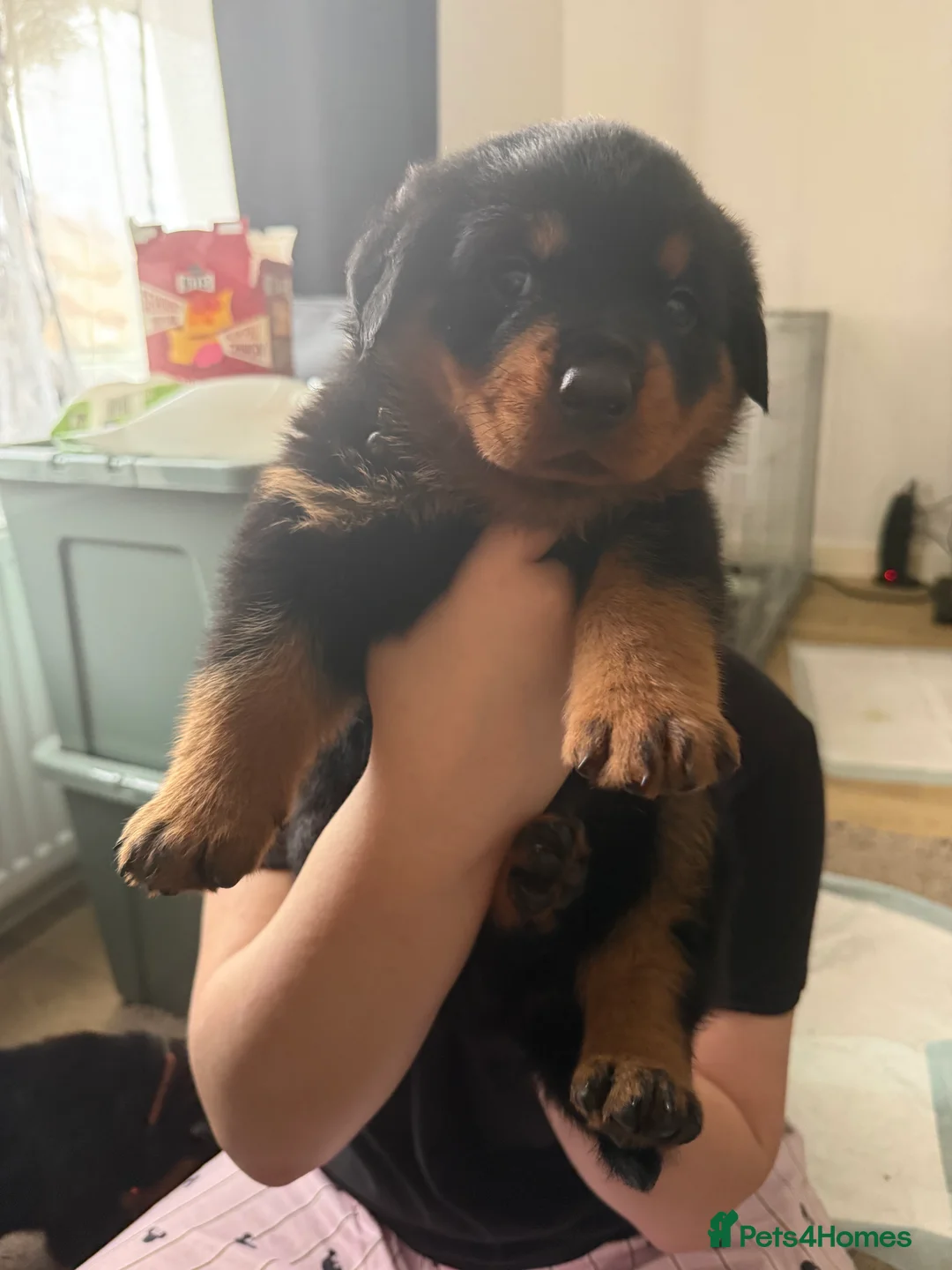 Rottweiler dogs for sale: Rottweiler pups - Advert 1