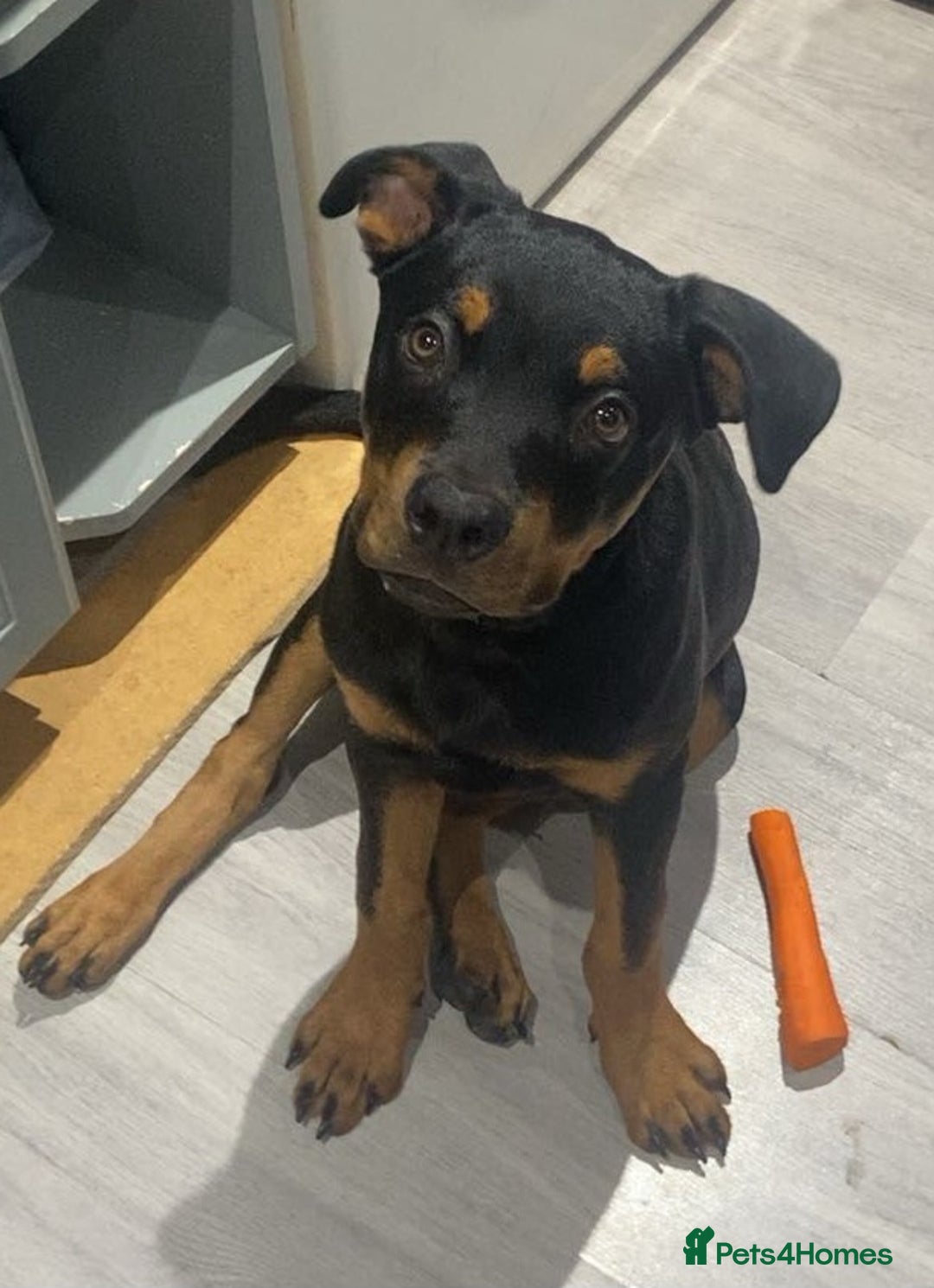 Rottweiler dogs for sale: Rottweiler - Image 9
