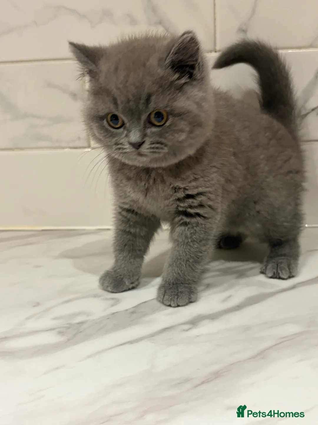 British Shorthair cats for sale: Pru and piper babies  - Advert 3