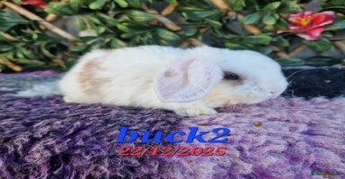 Mini Lop rabbits Baby mini plush lops  - Advert 3