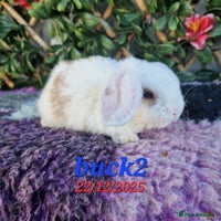 Mini Lop rabbits Baby mini plush lops - Advert 3