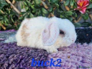 Mini Lop rabbits Baby mini plush lops - Advert 10