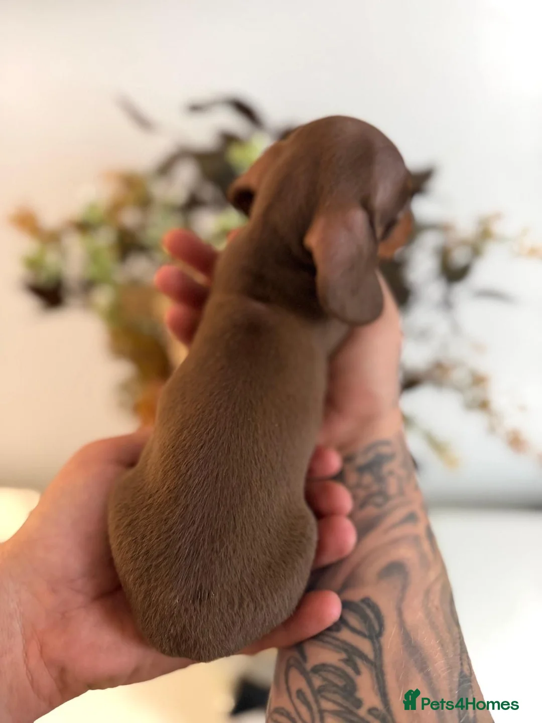 Miniature Dachshund dogs for sale: Beautiful miniature dachshund puppies - Advert 13