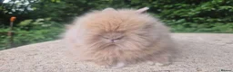Angora rabbits for sale: ❤️STUNNING IMPORTED PARENTS- TEDDYDWERG BABIES❤️ - Advert 13
