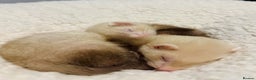 Ferret rodents for sale: 3 little ferrets for rehome!  - Advert 3