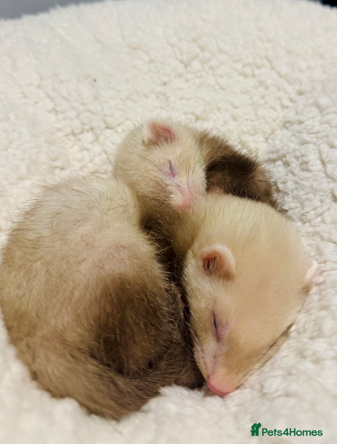 Ferret rodents for sale: 3 little ferrets for rehome!  - Advert 3